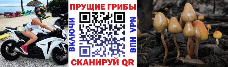 где найти Тосно Галлюциногенные грибы мухоморы